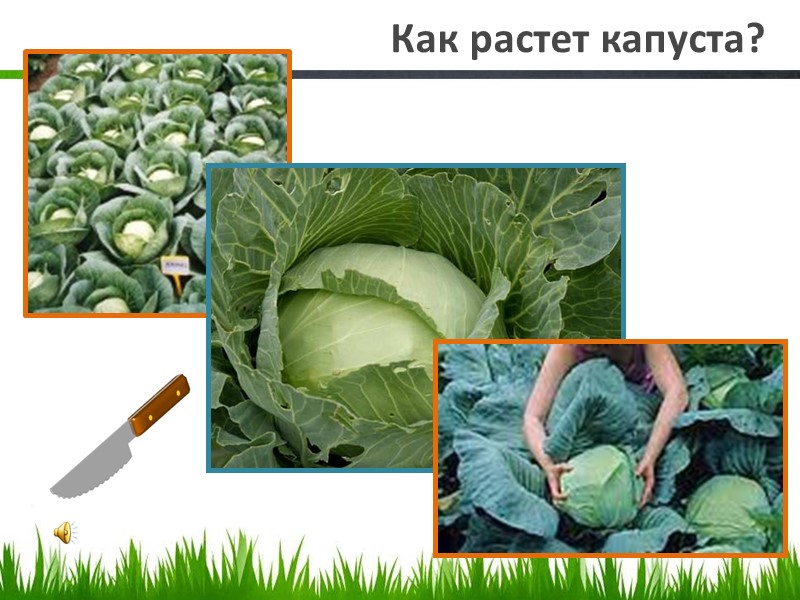 Как растет капуста?